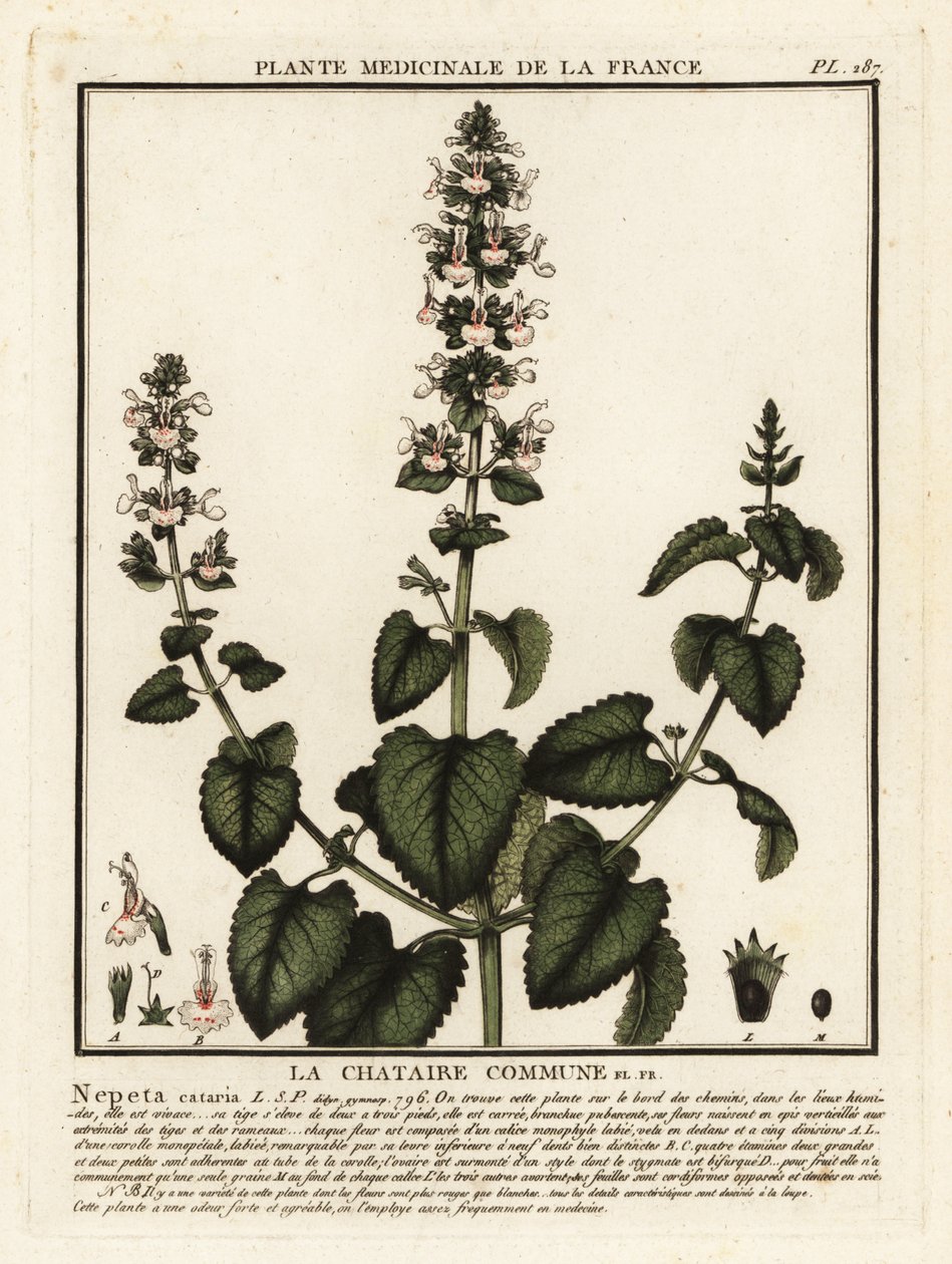 猫薄荷，Nepeta cataria。 作者 未知艺术家
