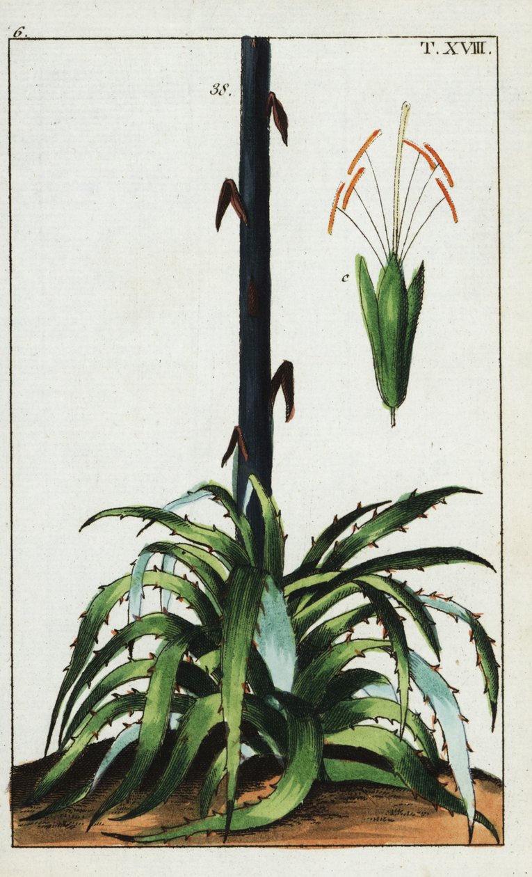 世纪植物，龙舌兰。 作者 未知艺术家