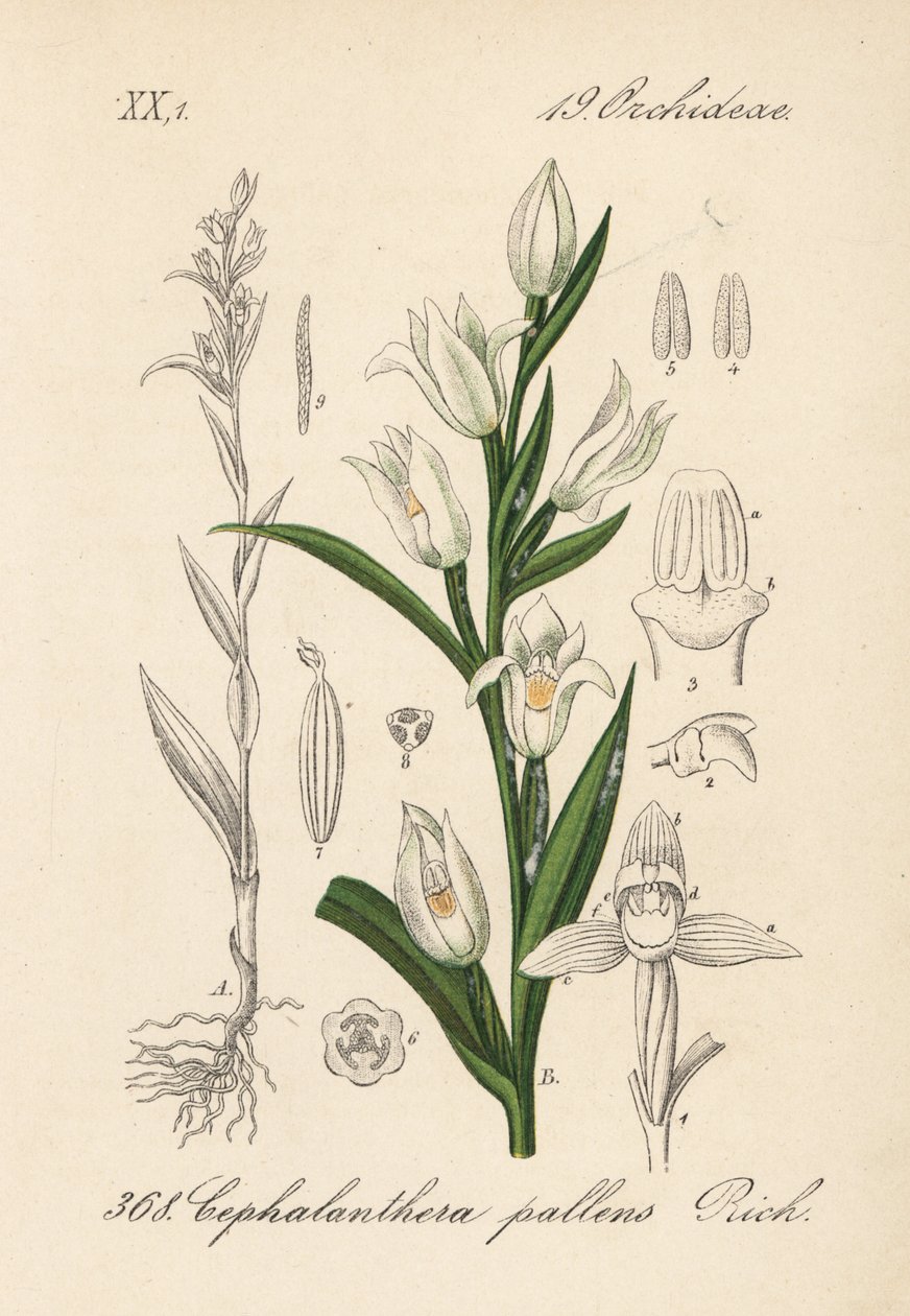 Cephalanthere has epe or long-leaved - 剑叶鹤望兰，Cephalanthera longifolia (Cephalanthera pallens)。Diederich von Schlechtendal 的《德国植物志》中的手工彩色石版画，耶拿 作者 未知艺术家