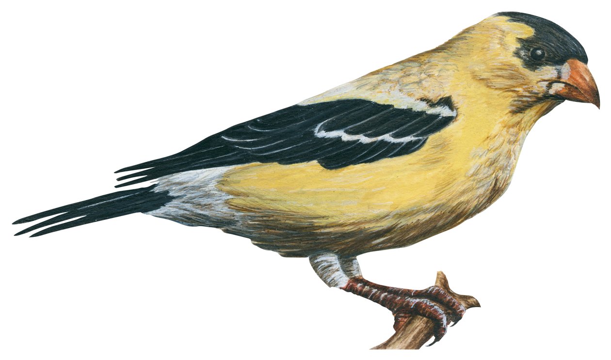 金翅雀（Carduelis tristis） 作者 未知艺术家