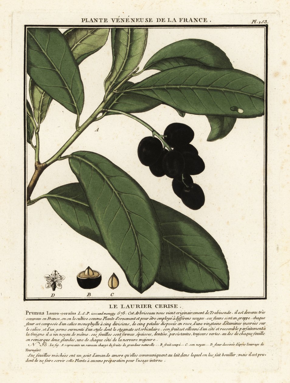 樱桃月桂，Prunus laurocerasus。 作者 未知艺术家