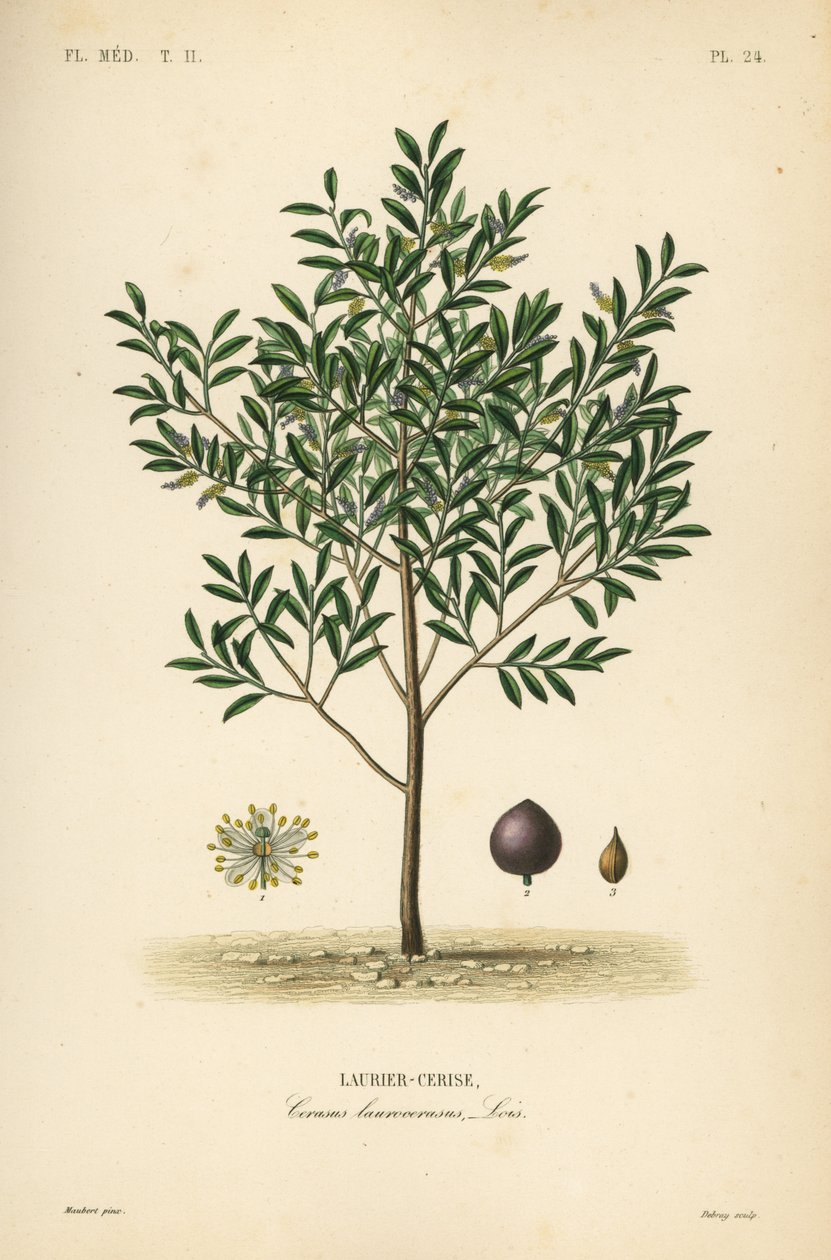 樱桃月桂树或英国月桂树、Prunus laurocerasus、Cerasus laurocerasus、Laurier-cerise 作者 不明