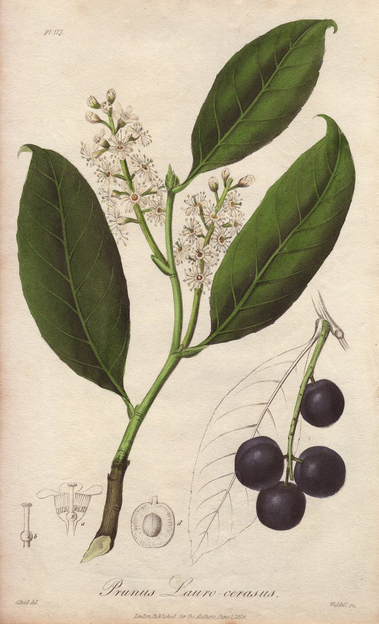 樱桃月桂或月桂杏或月桂pame或trebizonde月桂（Prunus Lauro-cerasus）--威廉-克拉克为约翰-斯蒂芬森和詹姆斯-莫尔斯的《医学植物学，伦敦、爱丁堡和都柏林药用植物描述》绘制的地形图 作者 未知艺术家