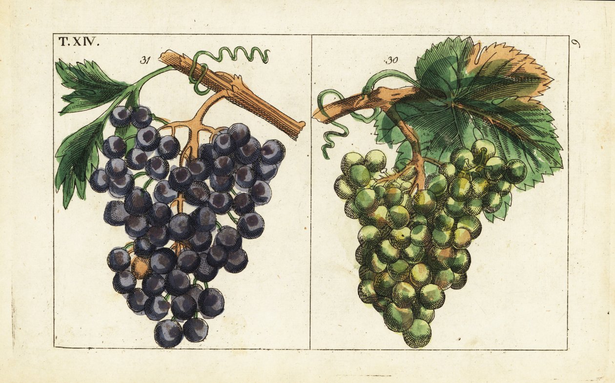 Chiavenna 葡萄、黑皮诺葡萄、葡萄属植物。 作者 未知艺术家