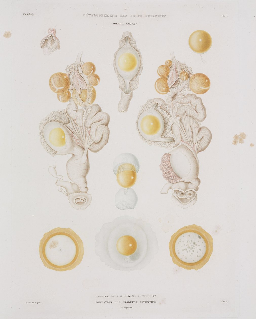 输卵管中的鸡卵，约1847-1859年 作者 不明