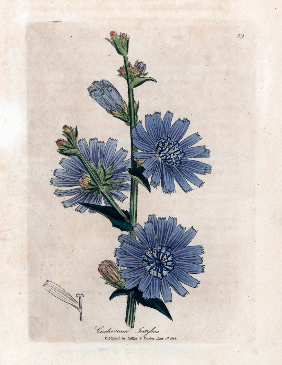 Chicoree bitere (Cichorium intybus) 詹姆斯-索尔比（James Sowerby）的《医学植物学》，威廉-伍德维尔（William Woodville）和威廉-杰克逊-胡克爵士（Sir William Jackson Hooker）1832 年著。 作者 未知艺术家