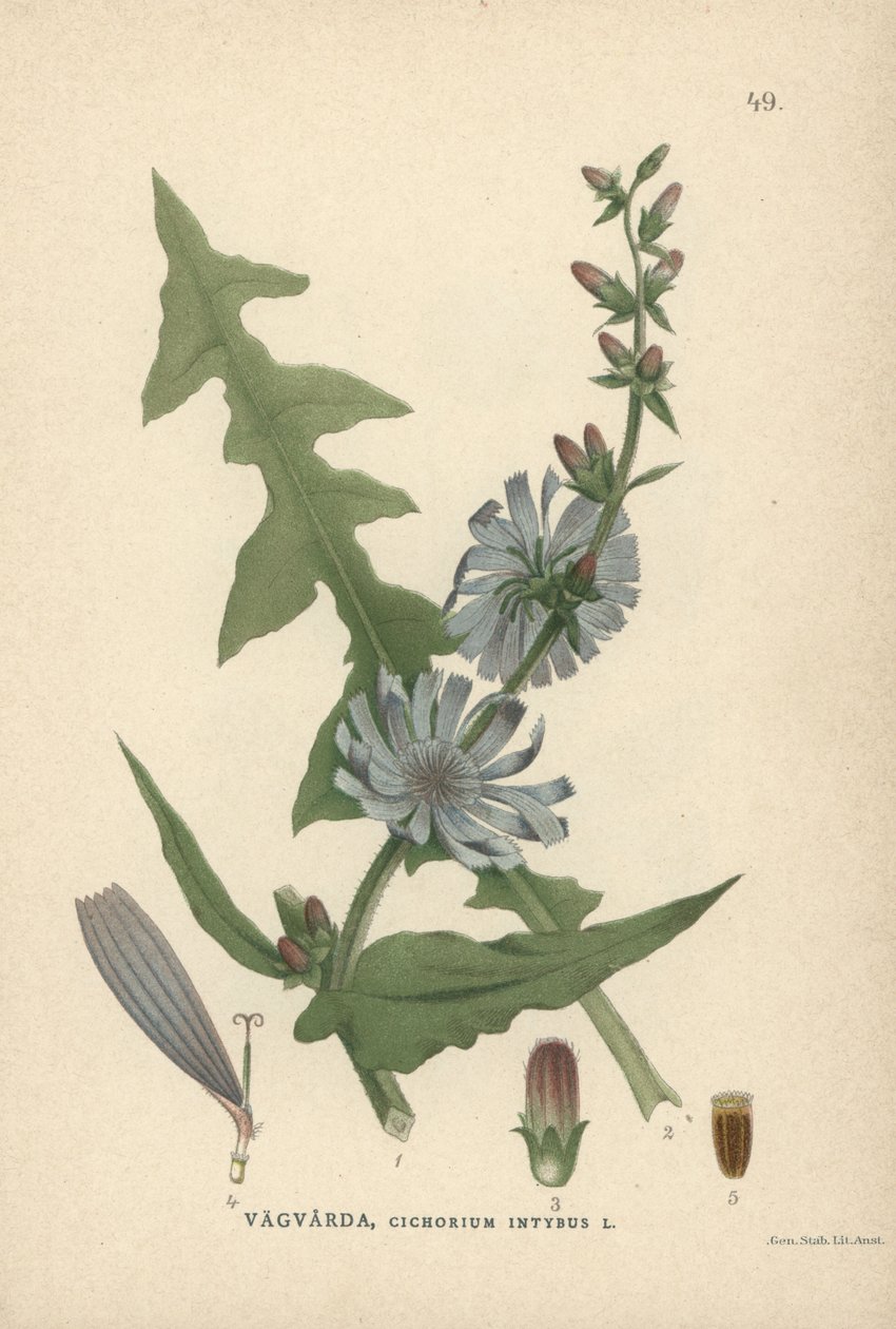 菊苣，Cichorium intybus 作者 未知艺术家