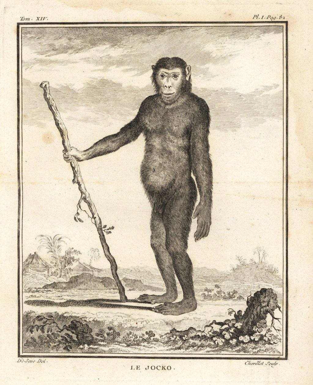 黑猩猩，Pan troglodytes。乔科。濒临灭绝。Chevillet 根据 Jacques de Seve 的插图绘制的铜版画，选自乔治-路易-勒克莱尔，布封伯爵的《自然史》，巴黎皇家出版社。 作者 未知艺术家
