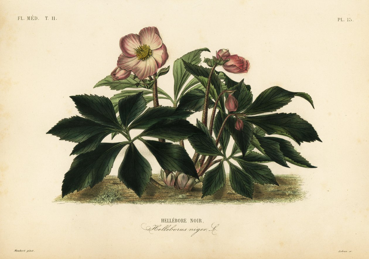 圣诞玫瑰或黑鹤草，Helleborus niger 作者 不明