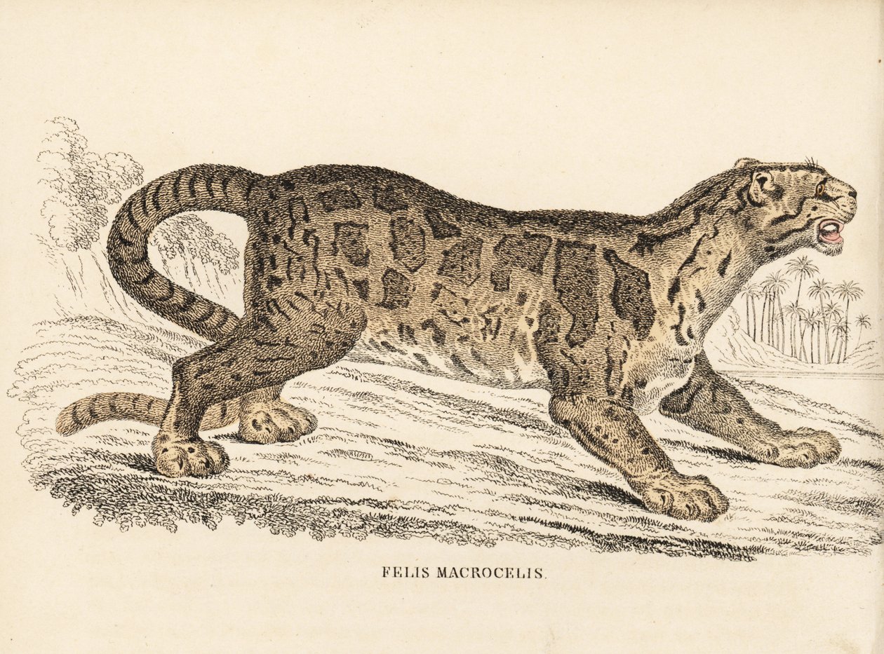 云豹，Neofelis nebulosa (Felis macrocelis)。易危。Georg Friedrich Treitschke 的自然历史画廊，Naturhistorischer Bildersaal des Thierreiches，Liepzig-1842 手工彩色钢板雕刻。 作者 未知艺术家