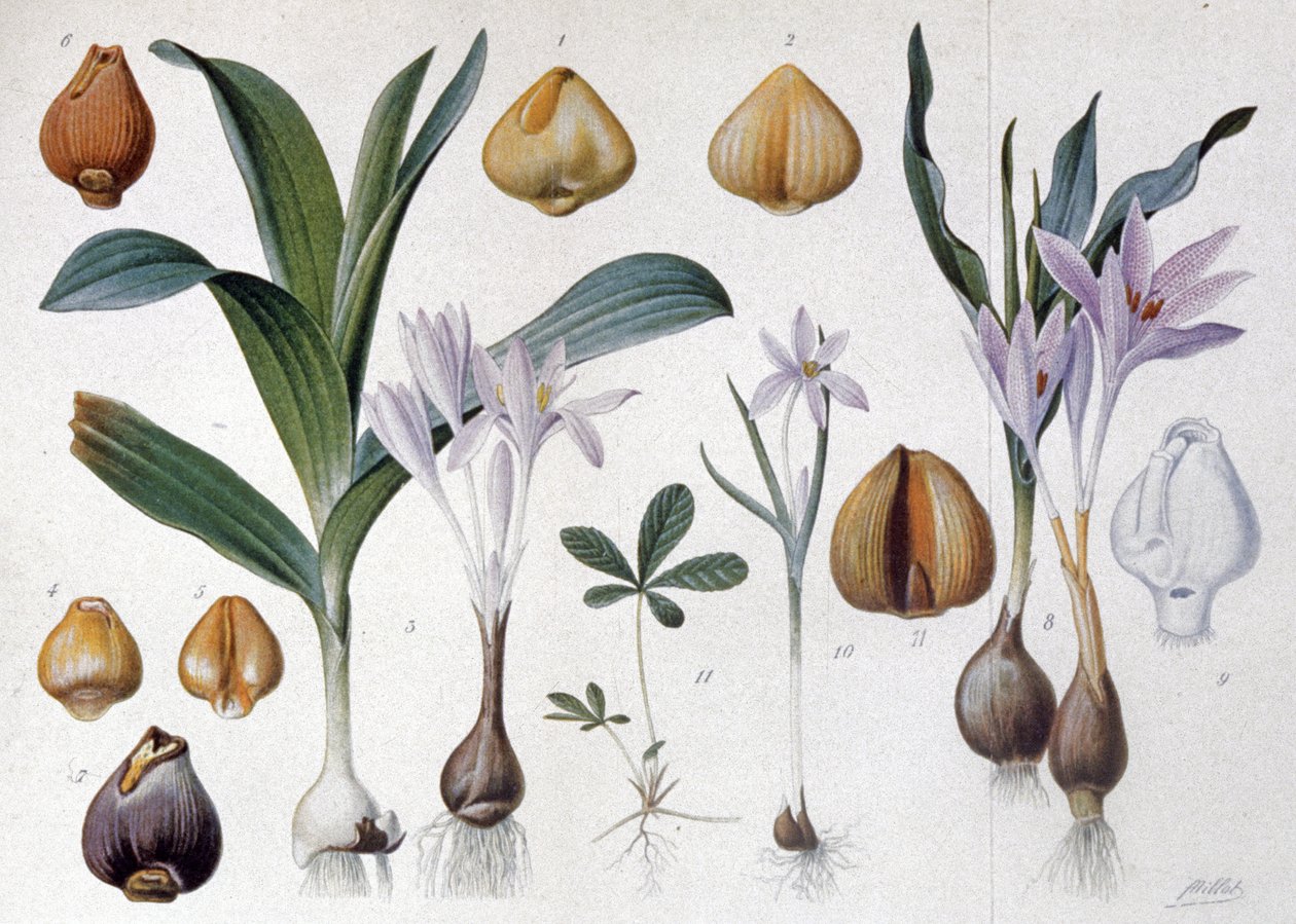 Colchicum，约 1900 年（雕刻） 作者 未知艺术家
