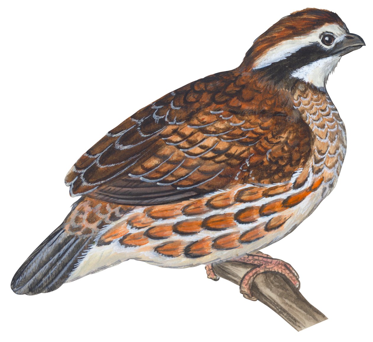 Colin de Virginie - Bobwhite (Colinus virginianus) 作者 未知艺术家