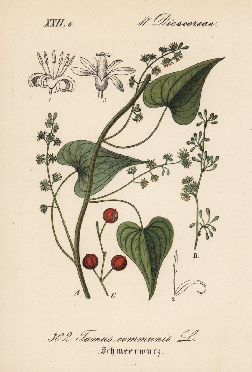 被殴打妇女的常见驱动程序或草--黑芒草，Tamus communis。Diederich von Schlechtendal 的《德国植物》（Flora von Deutschland）中的手工彩色石版画，耶拿 作者 未知艺术家