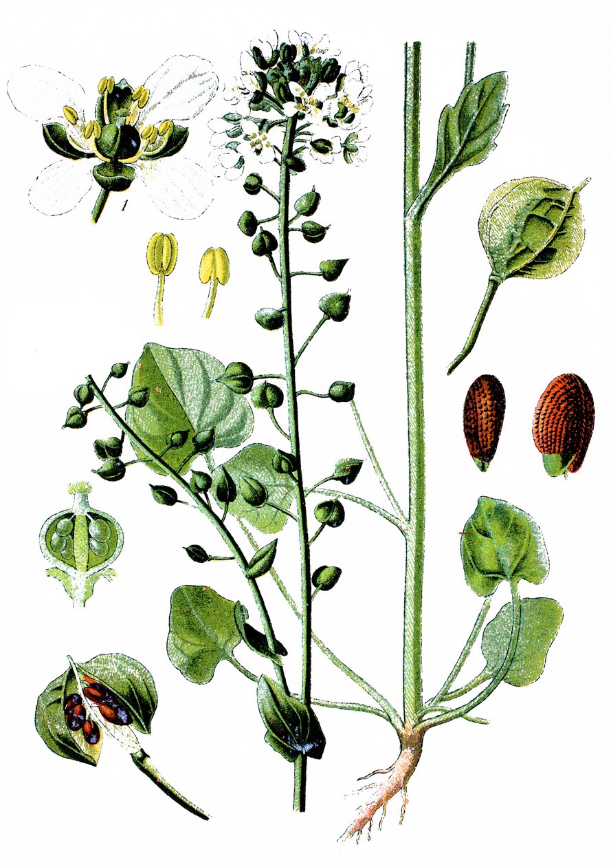 常见的败酱草，Cochlearia officinalis 作者 未知艺术家
