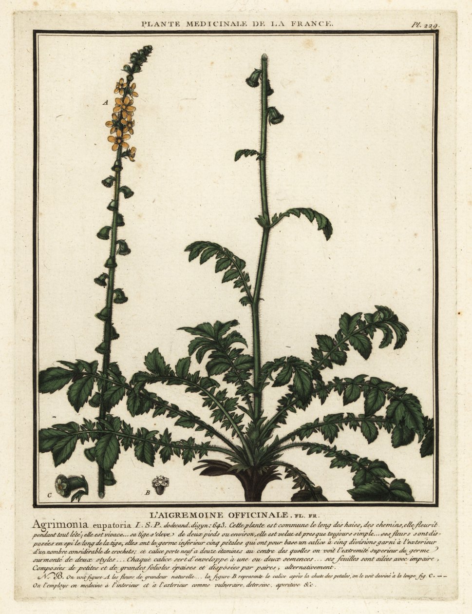 普通柿树，Agrimonia eupatoria。 作者 未知艺术家