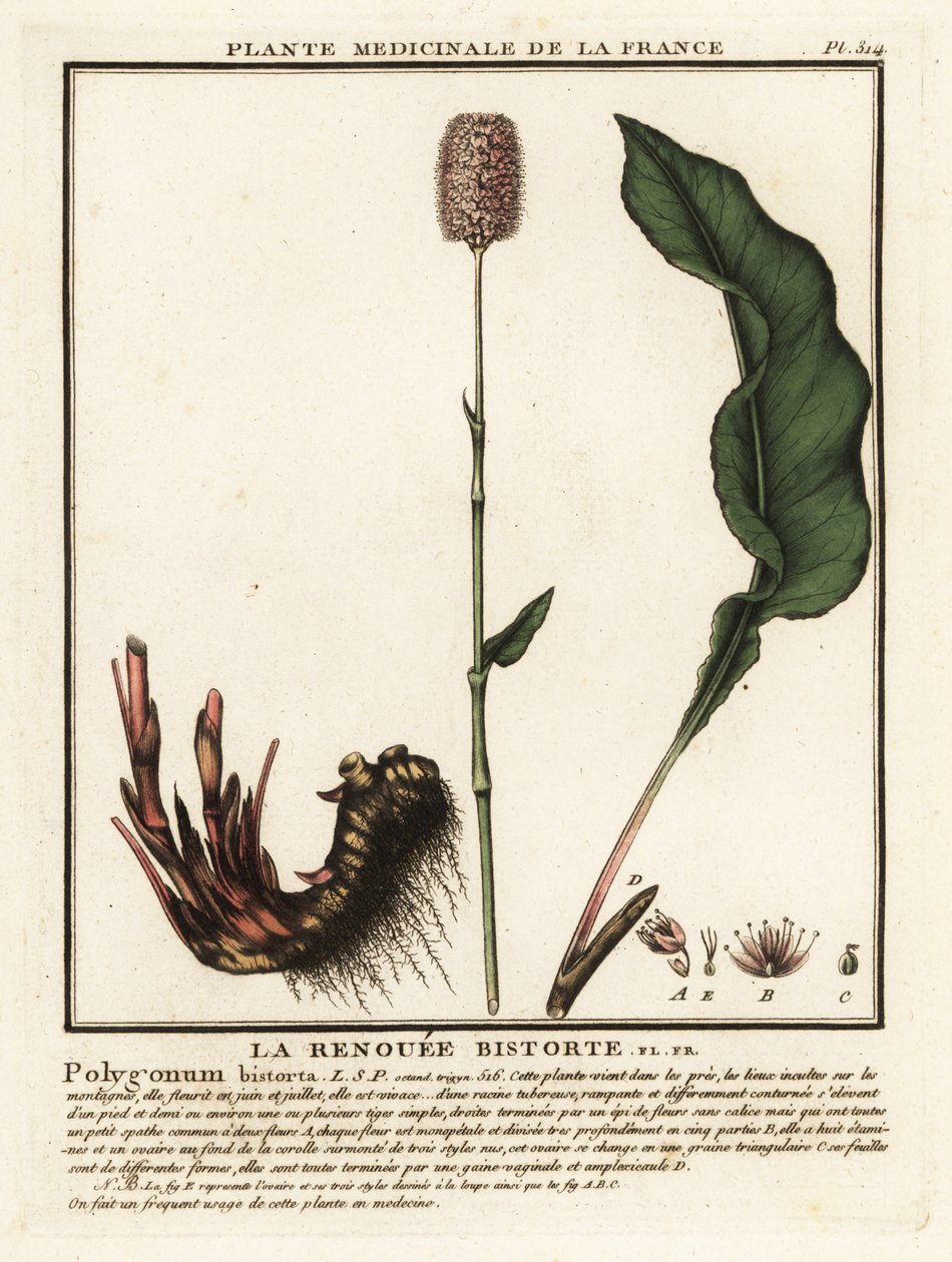 常见的 bistort，Persicaria bistorta。 作者 未知艺术家