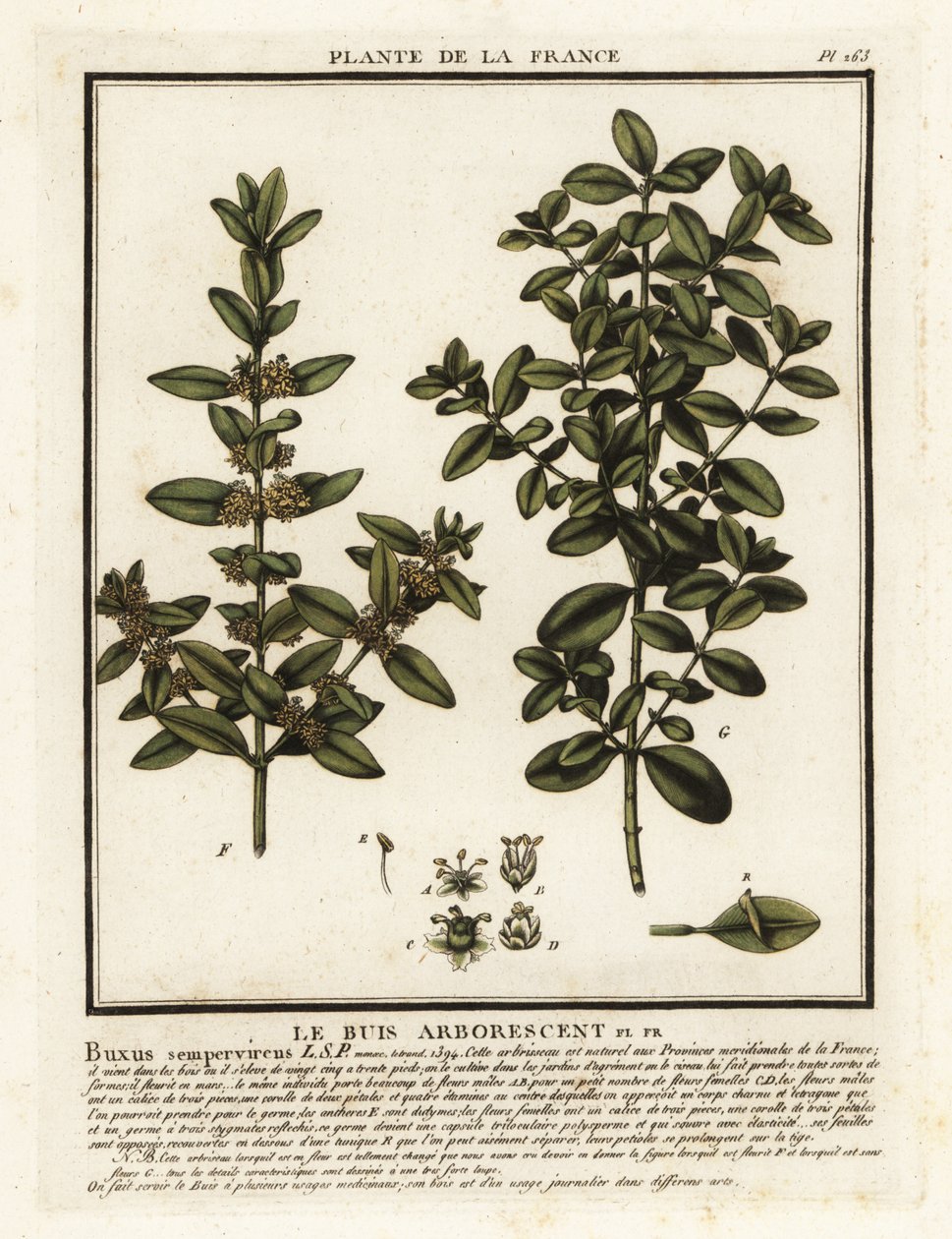 普通箱，Buxus sempervirens。 作者 未知艺术家