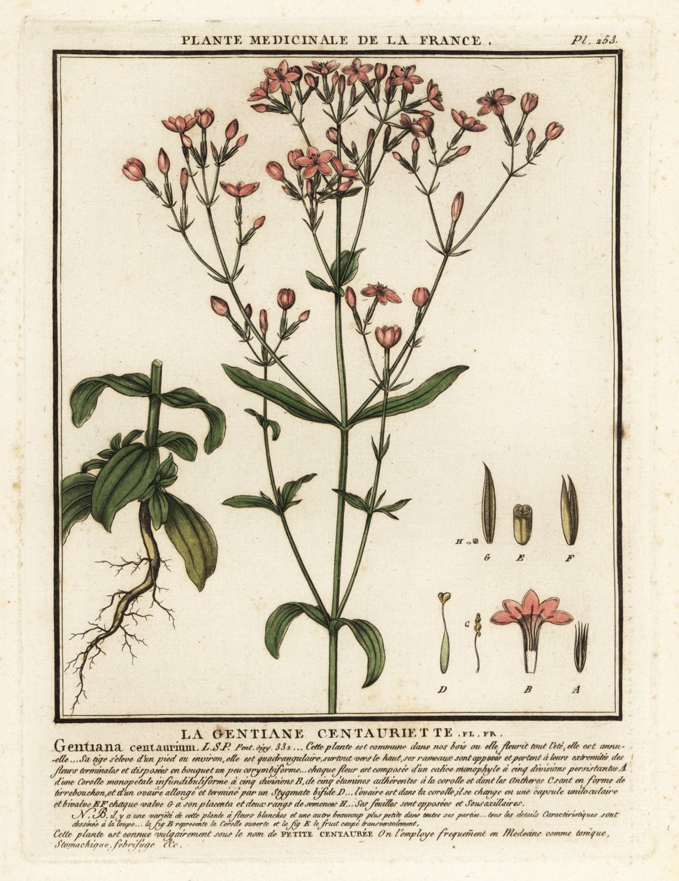 普通半人马座Centaurium erythraea. 作者 未知艺术家