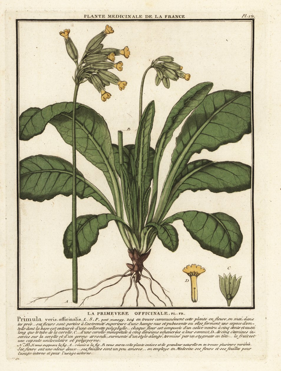 普通牛膝草或牛膝草报春花（Primula veris）。 作者 未知艺术家