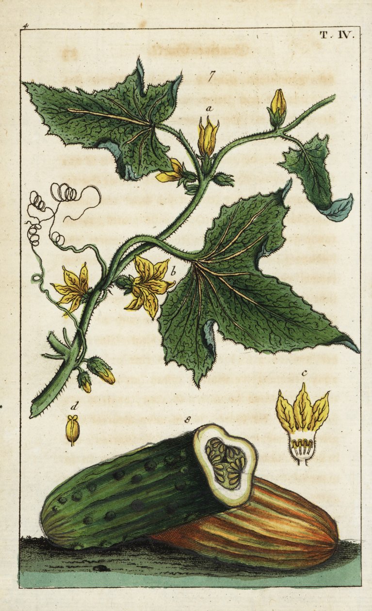 普通黄瓜（Cucumis sativus）。 作者 未知艺术家