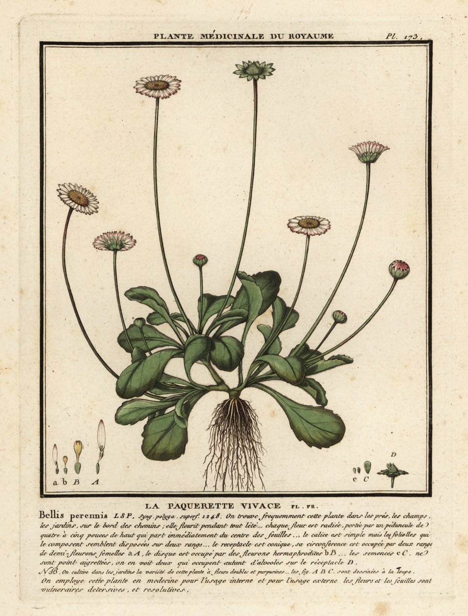 普通雏菊，Bellis perennis。 作者 未知艺术家