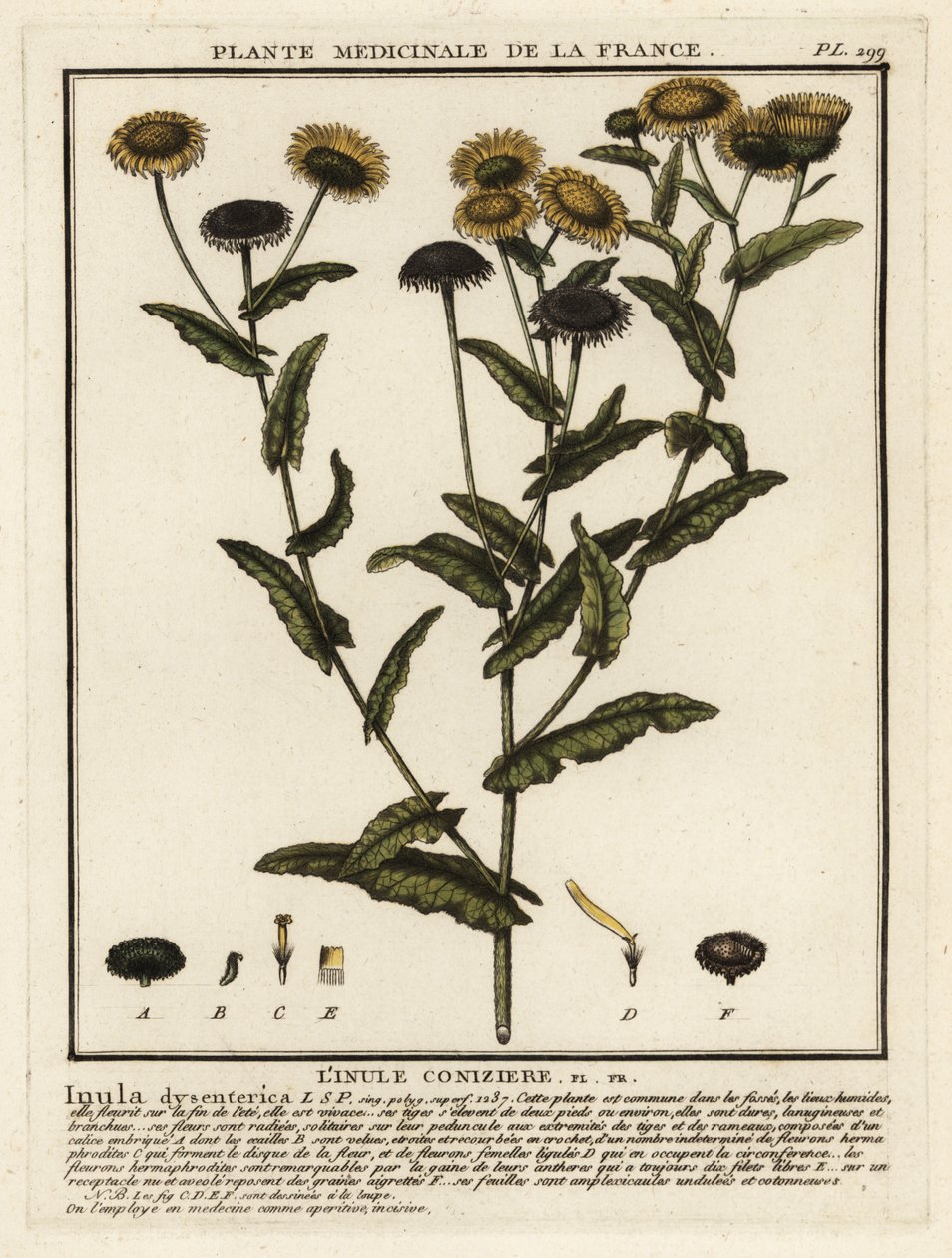 普通飞蓬，Pulicaria dysenterica。 作者 未知艺术家