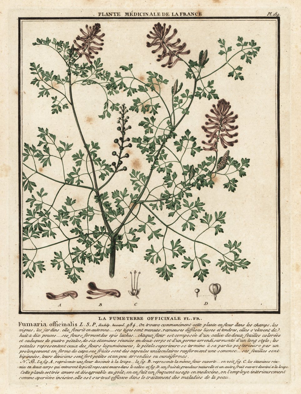 常见的fumitory，Fumaria officinalis。 作者 未知艺术家
