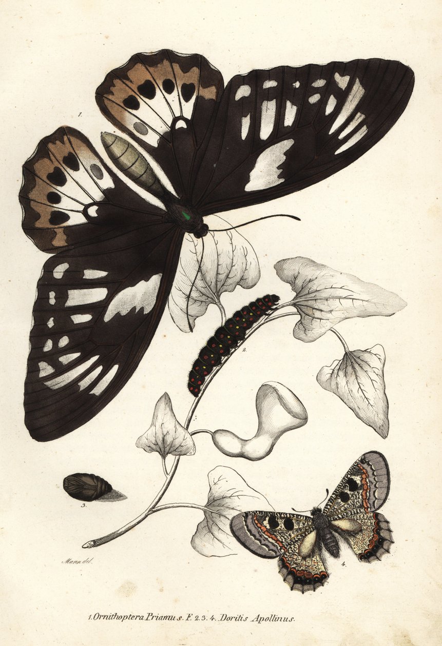 普通绿鸟蛉，Ornithoptera priamus，蝴蝶，毛虫和蛹，以及假阿波罗，Archon apollinus (Doritis apollinus)。Georg Friedrich Treitschke 的自然历史画廊，Naturhistorischer Bildersaal des Thi 的手工彩色石版画。 作者 未知艺术家