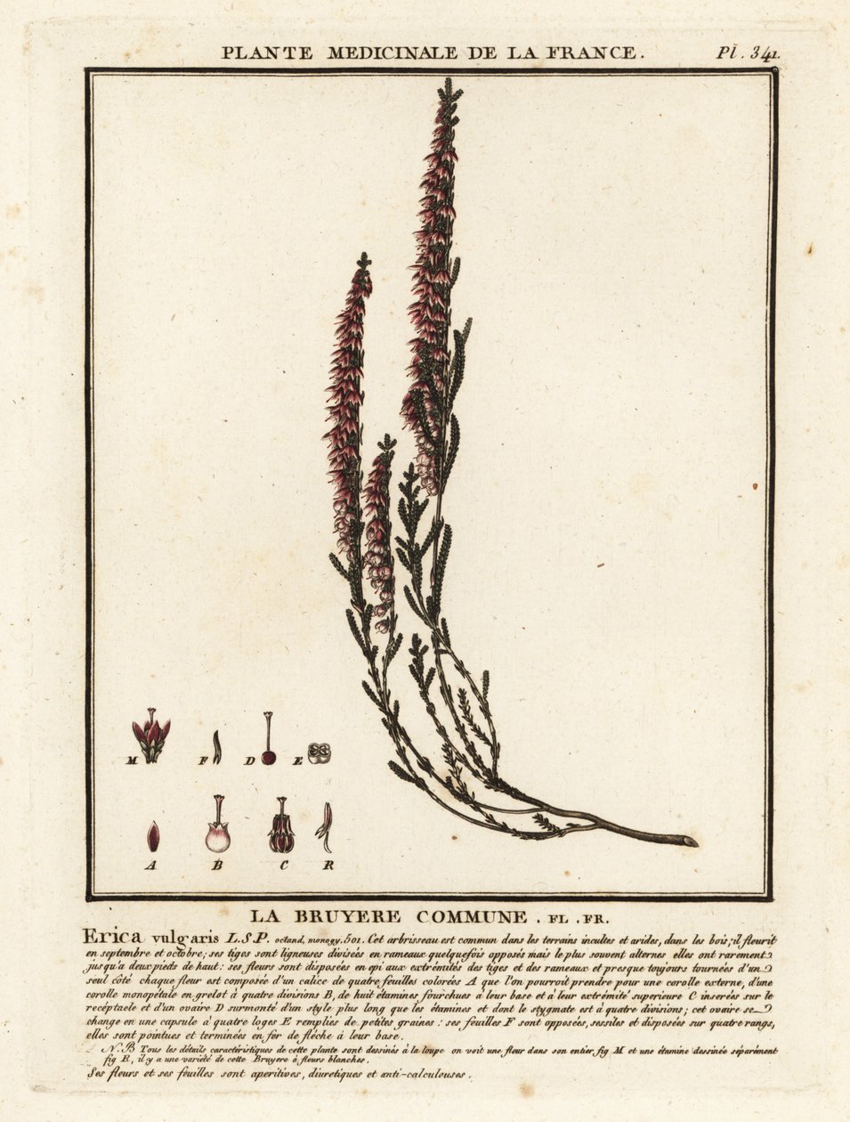 普通石南花，Calluna vulgaris。 作者 未知艺术家
