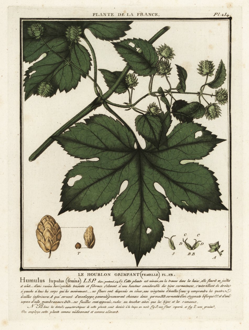 普通啤酒花，Humulus lupulus。 作者 未知艺术家