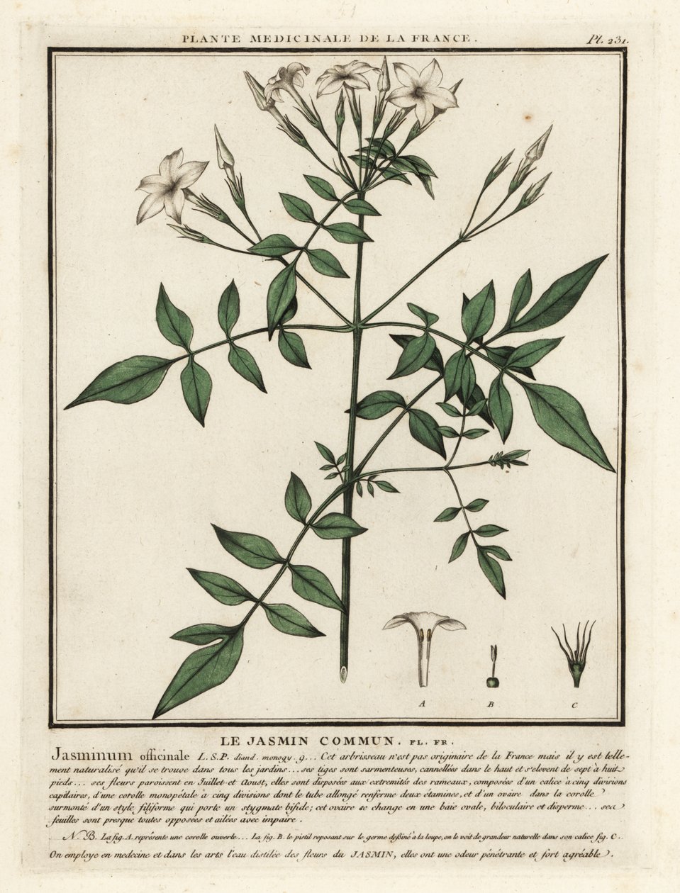 普通茉莉，Jasminum officinale。 作者 未知艺术家