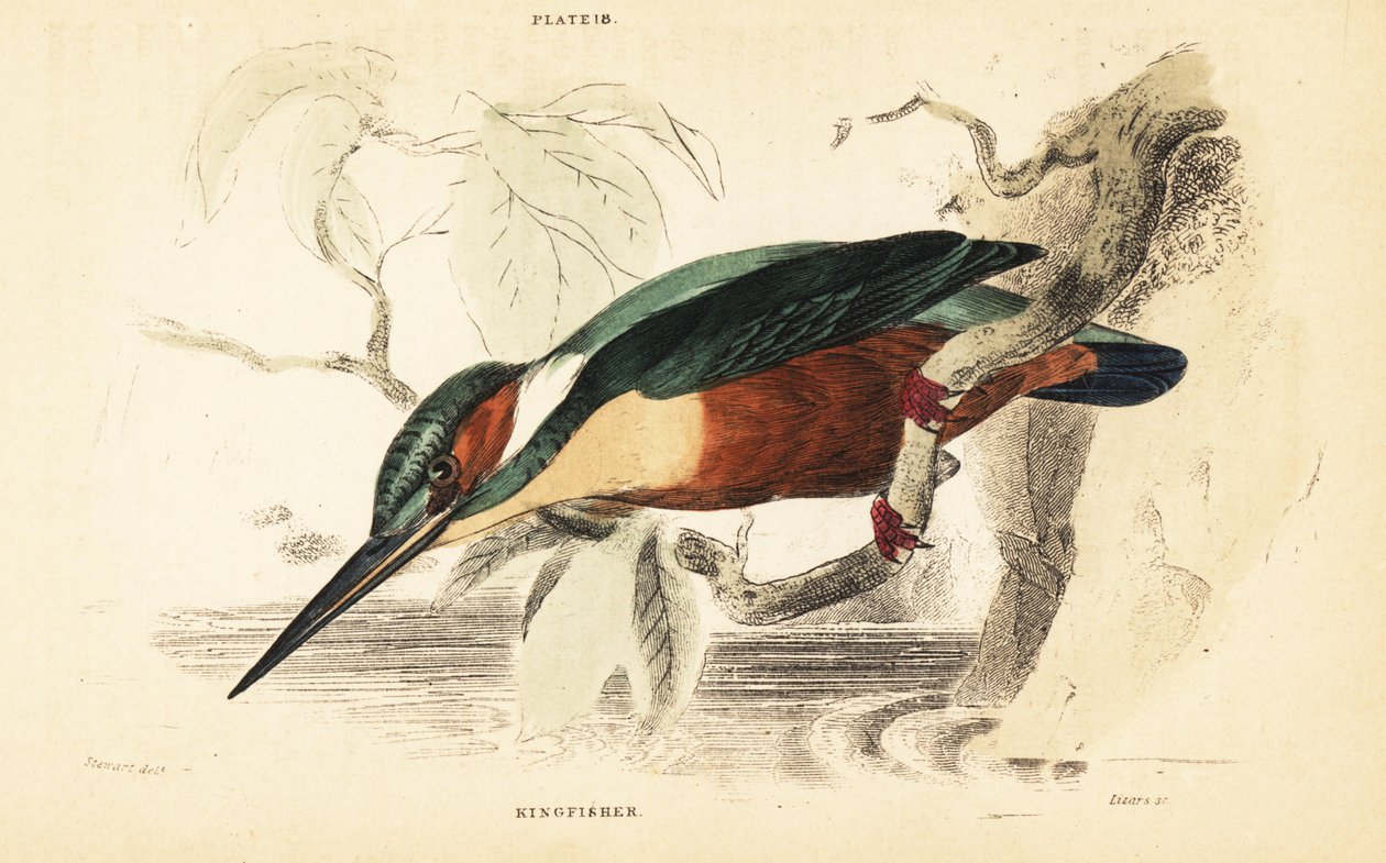 普通翠鸟，Alcedo atthis。 1889年（雕刻） 作者 未知艺术家