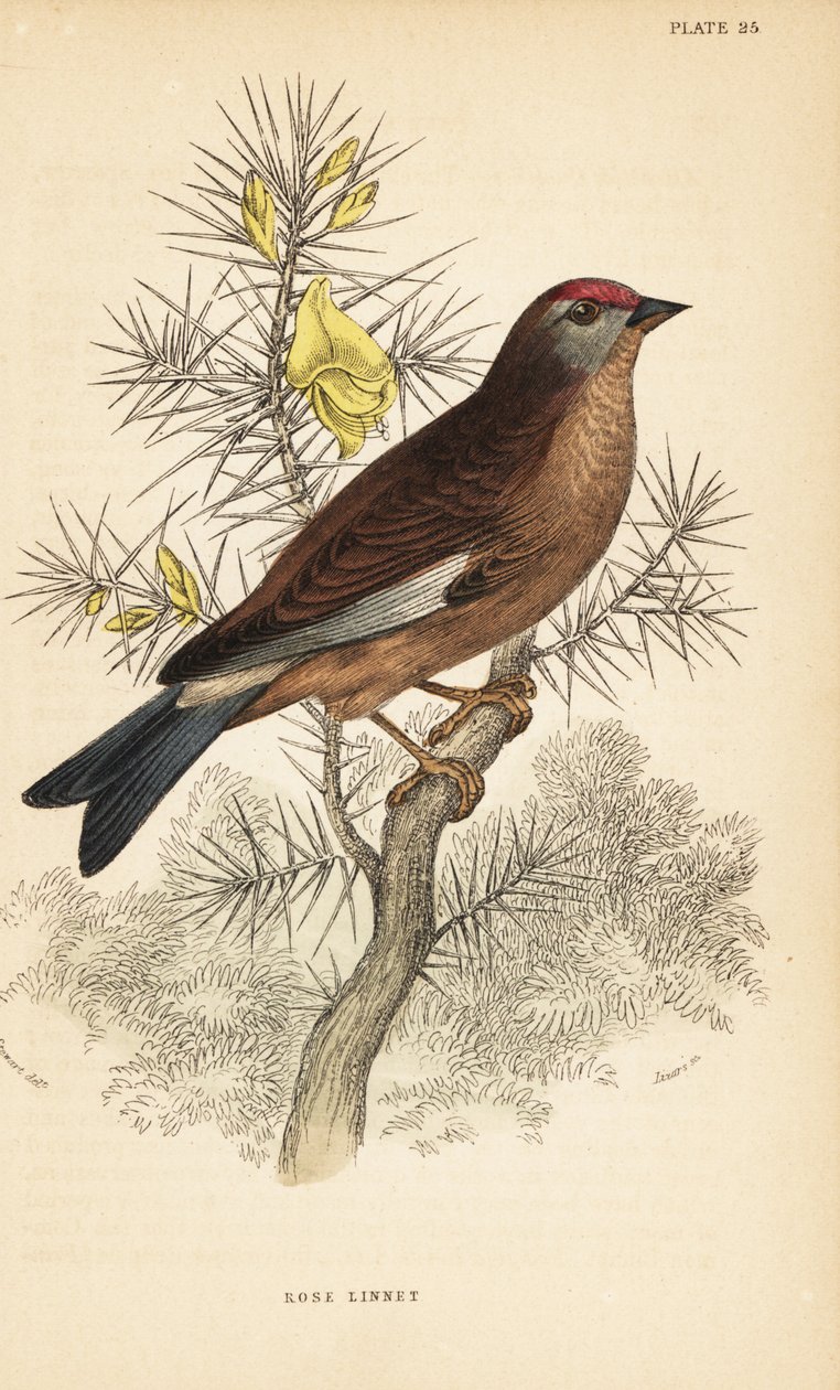 常见的红雀，Linaria cannabina，栖息在树枝上。1889（雕刻） 作者 未知艺术家