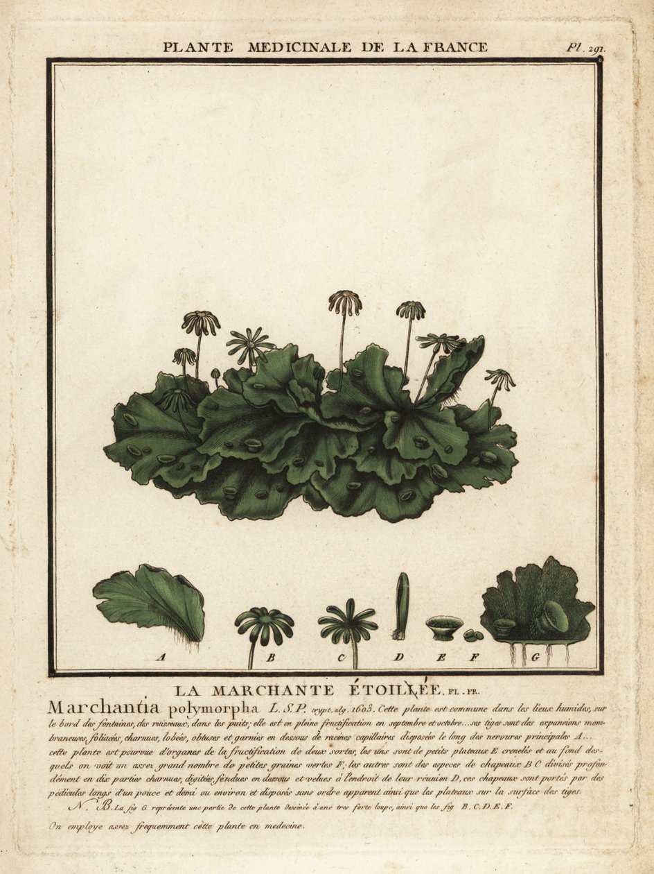 常见的肝草，Marchantia polymorpha。 作者 未知艺术家