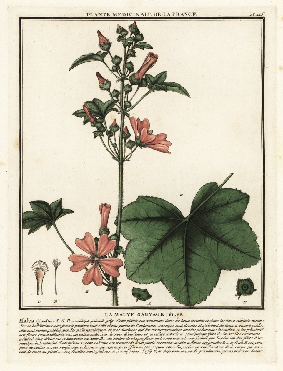 普通锦葵，Malva sylvestris。 作者 未知艺术家