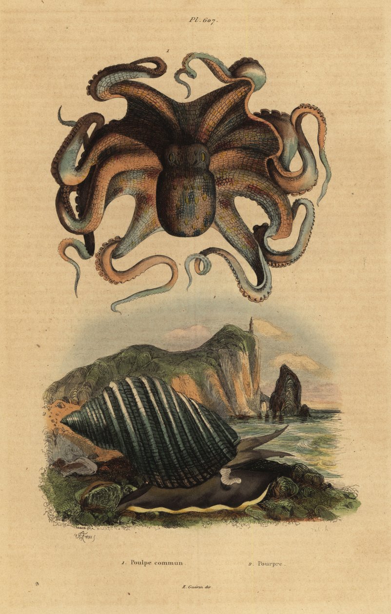 普通章鱼，Octopus vulgaris 1，和海蜗牛，Dicathais orbita 2 作者 不明