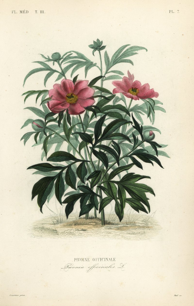 普通牡丹或花园牡丹、芍药、Pivoine officinale 作者 不明