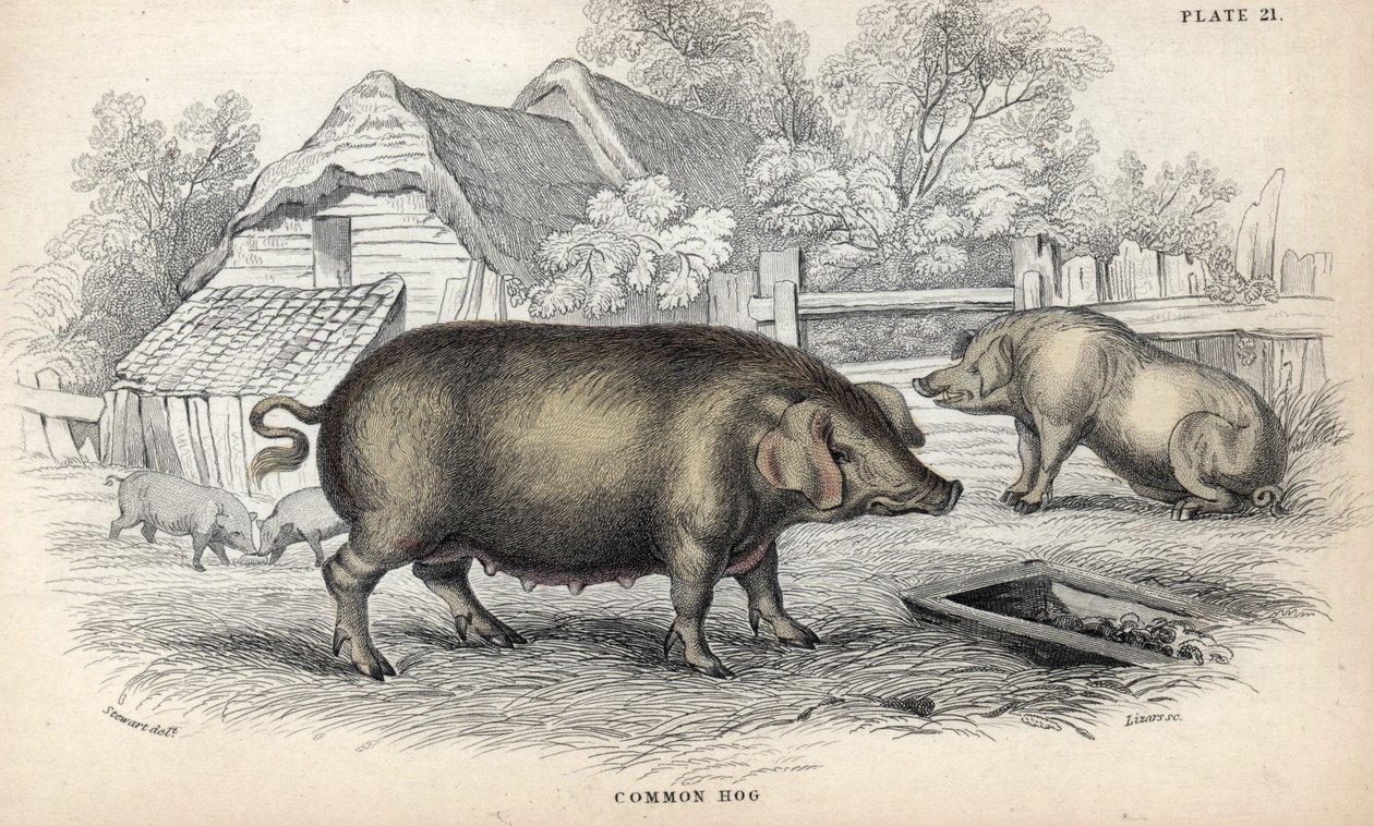 猪圈里的普通猪肉（Sus domestica）。威廉-利扎斯根据詹姆斯-斯图尔特的画作绘制的铜版画，发表在苏格兰爱丁堡由 W. H. 利扎斯编辑的《博物学家图书馆：哺乳动物、厚皮动物和四足动物》中。 作者 未知艺术家