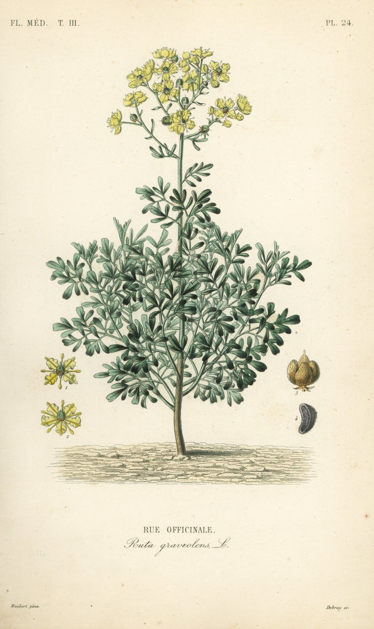 常见的 rue 或草本的恩典， Ruta Graveolens， Rue officinale 作者 不明