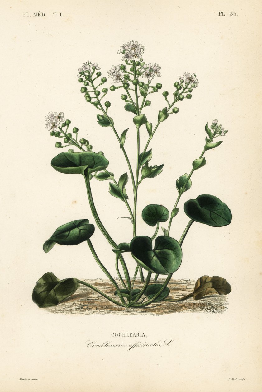 常见的坏血病草或勺子草，Cochlearia officinalis，Cochlearia 作者 不明