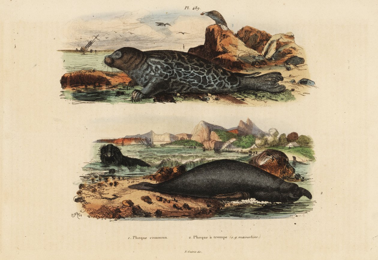 Common seal, Phoca vitulina 1 and northern elephant seal, Mirounga angustirostris 2 作者 不明