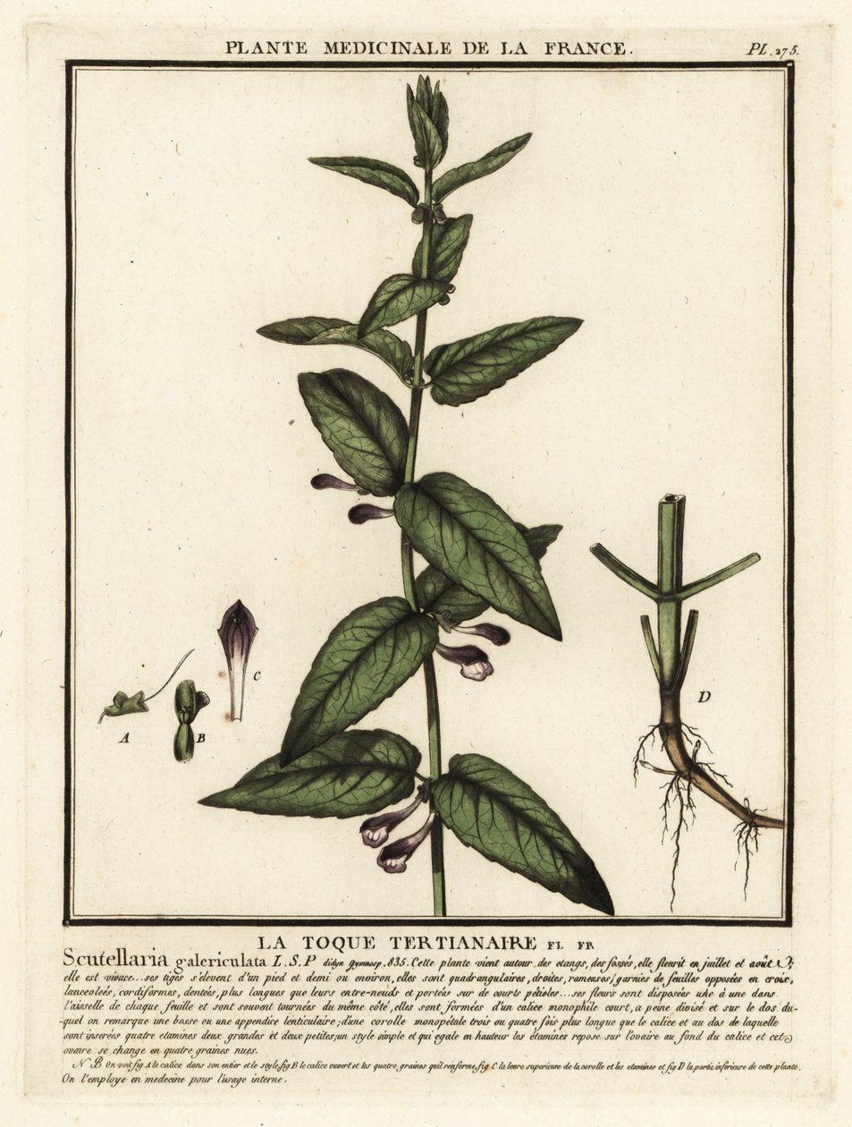 Common skullcap, Scuttelaria galericulata. 作者 未知艺术家