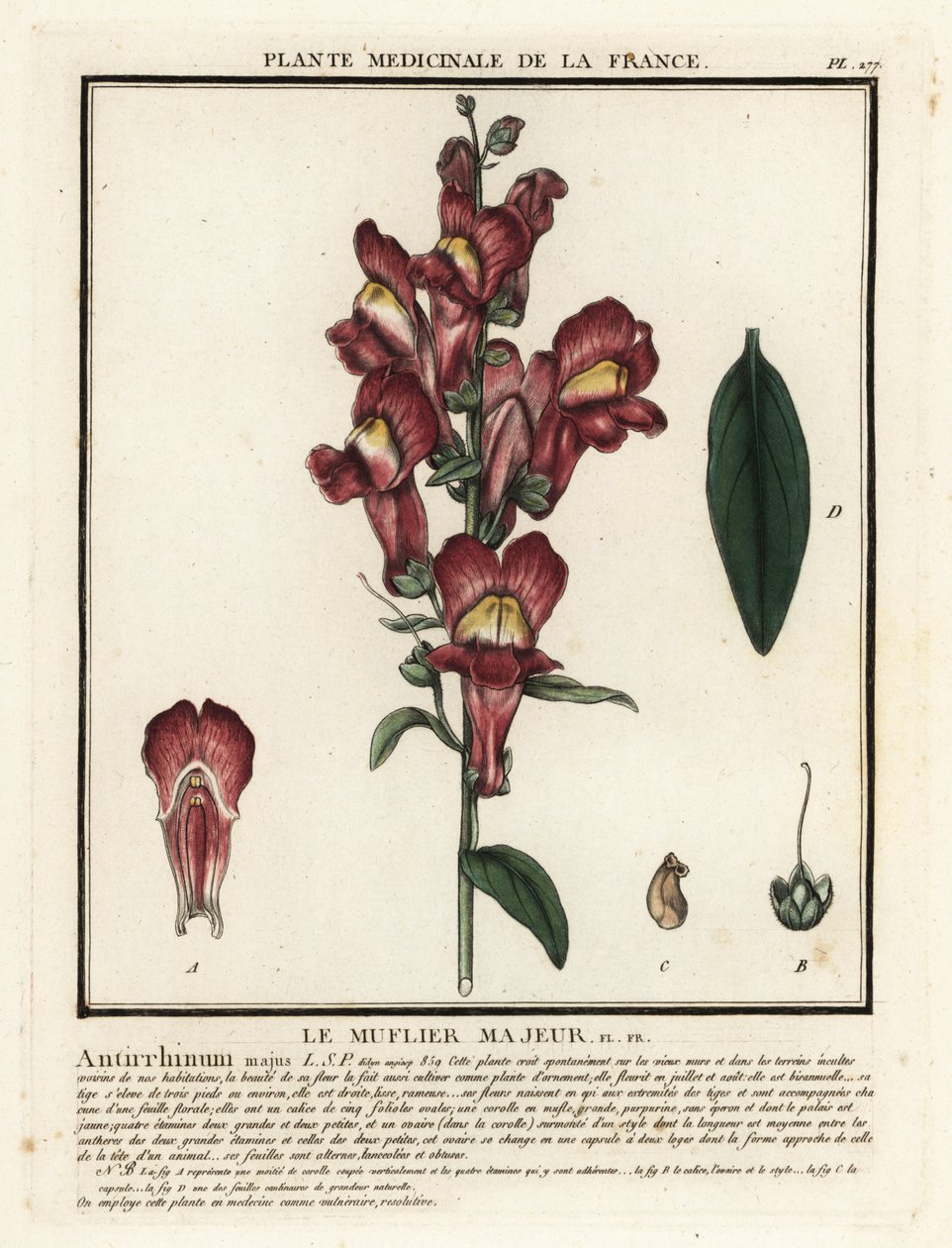 普通金鱼草，Antirrhinum majus。 作者 未知艺术家