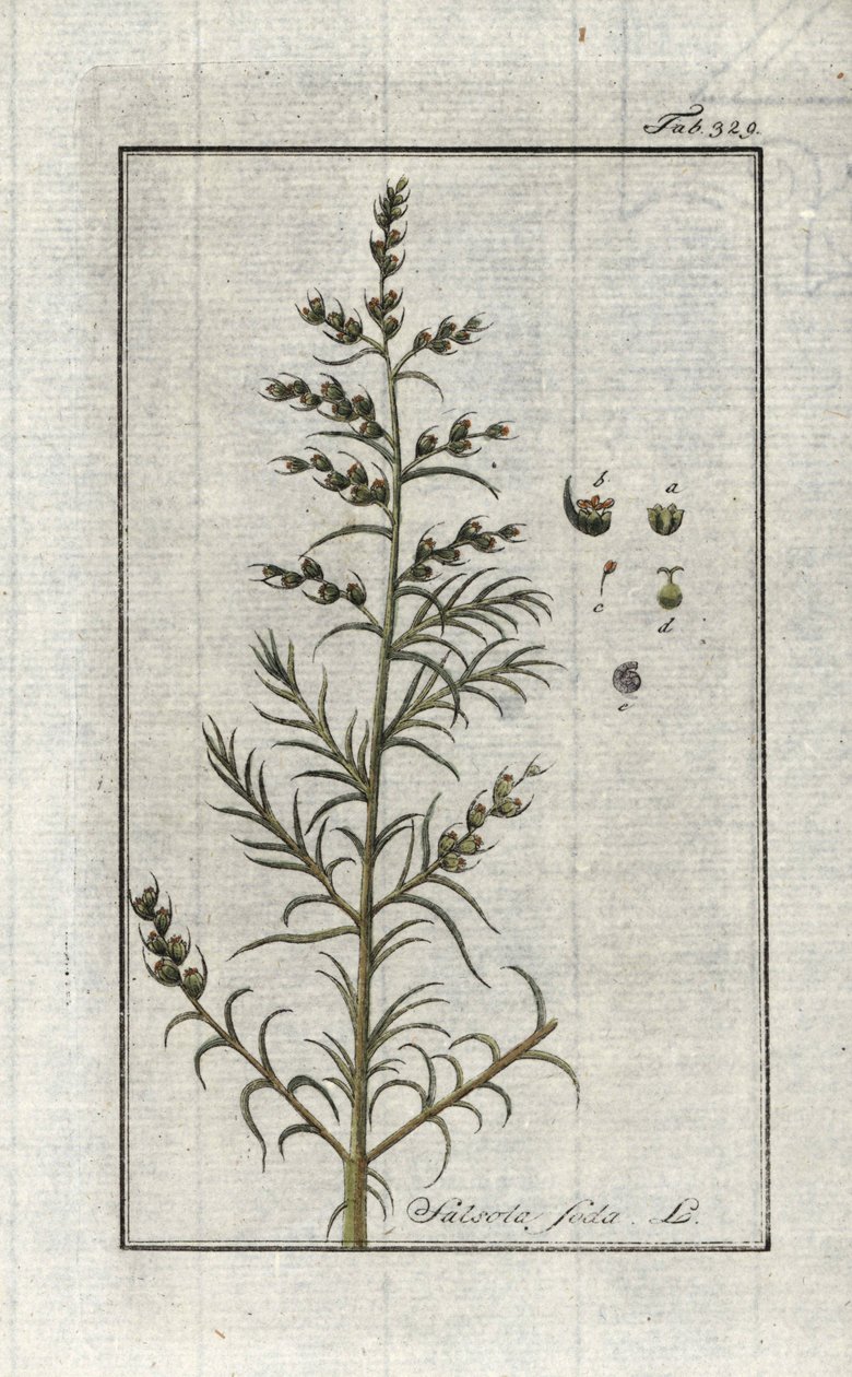 普通苏打（Salsola soda）。约翰内斯-佐恩（Johannes Zorn，1739-1799 年）"Afbeelding der Artseny-Gewassen "中的石版画，荷兰 作者 未知艺术家
