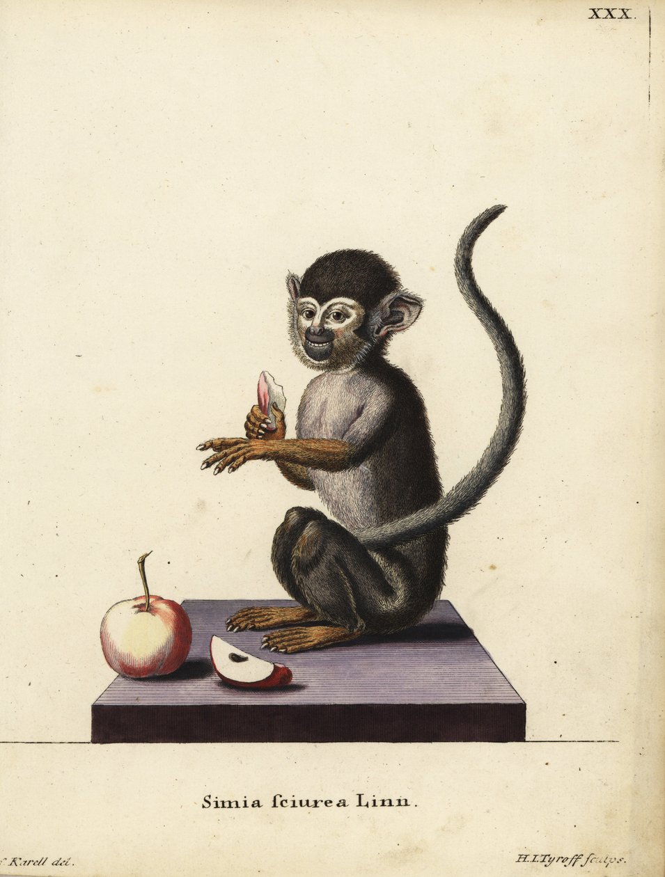 普通松鼠猴（Saimiri sciureus）。Simia sciurea Linn.Hermann Jakob Tyroff 根据约瑟夫-卡雷尔（Joseph Karell）的插图绘制的手工彩色铜版画，该插图选自约翰-克里斯蒂安-丹尼尔-施雷伯（Johann Christian Daniel Schreber）的《自然动物插图》（或施雷伯的《幻想》）。 作者 未知艺术家