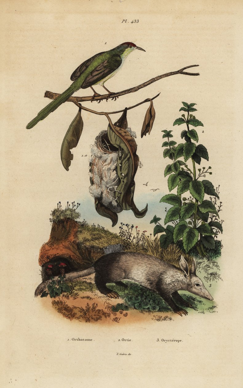 普通尾鸟，Orthotomus sutorius，有巢，刺荨麻，Urtica dioica，和土豚，Orycteropus afer 作者 不明