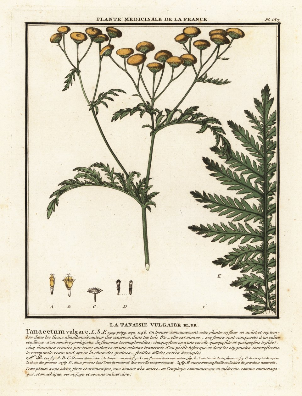 常见艾菊，Tanacetum vulgare。 作者 未知艺术家