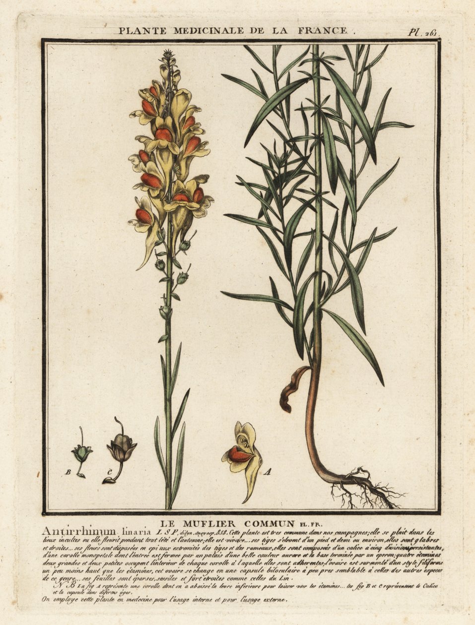 常见蟾蜍，Linaria vulgaris。 作者 未知艺术家