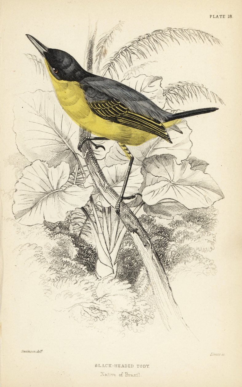 普通秧鸡，Todirostrum cinereum（黑头秧鸡，Todus melanocephalus）。William Lizars 根据威廉-斯温森（William Swainson）的插图绘制的手绘钢版画，选自威廉-怡和爵士（Sir William Jardine）的《博物学家图书馆》（Naturalist