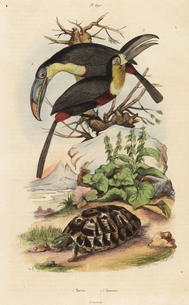 普通陆龟，Testudo graeca 1，硫胸巨嘴鸟，Ramphastossulfatus 2，和白喉巨嘴鸟，Ramphastos tucanus 3，Tortue，Toucans 作者 不明